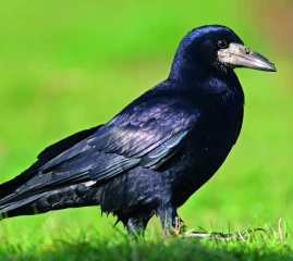 Démonstration d'un effaroucheur autonome à corvidés