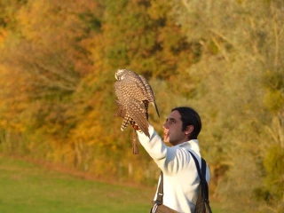 La fauconnerie au secours des cultures