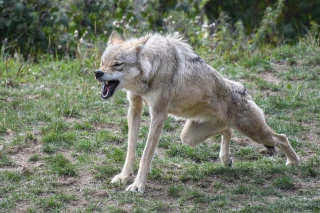 Loup dans le Massif du Jura : formation et protection