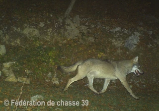 Nombreuses traces de loups dans le Jura