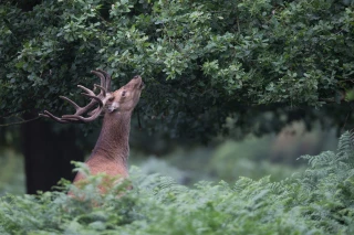 Agriculteurs, passez votre permis de chasser