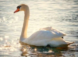 30 communes jurassiennes sous surveillance