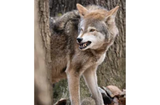 « Le loup est notre plus grand fléau »