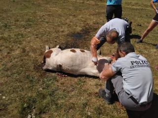 Faut-il parler d'évolution ?