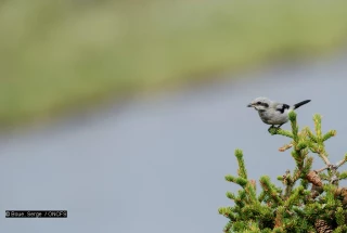 Focus sur la Pie Grièche Grise