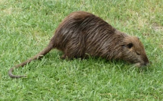 Se former pour devenir piégeur agréé 