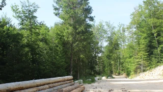 Communes forestières du Jura : nouveau programme de sensibilisation des citoyens