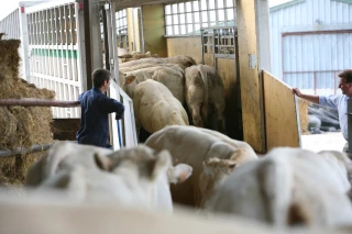 BVD et règlementation de la circulation des bovins