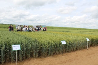 De la génétique au champ, toute la filière semences sur le terrain