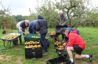 À Sellières, des pommes glanées pour les Restos du cœur 