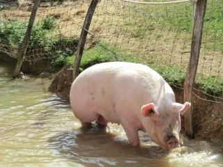Les lisiers au défi de l’environnement