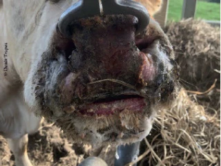 MHE : Premier cas en Suisse, 458 communes jurassiennes en zone réglementée 