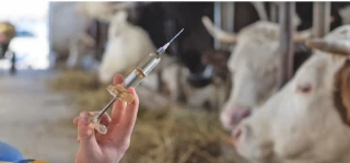 La vaccination obligatoire et gratuite en zone réglementée s’organise collectivement