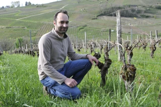 Le réveil de la vigne a sonné