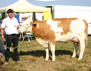 Simmental : des cheptels jurassiens plus nombreux