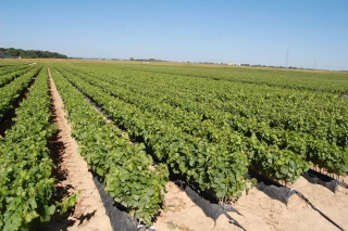 Vins du Jura 2020 : des inégalités selon les marchés