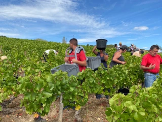 Faciliter les vendanges en protégeant le raisin