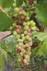 Vignoble jurassien : des dégâts localisés mais parfois sévères