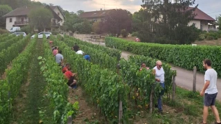 Vendanges : tous les atouts réunis pour faire de bons crémants
