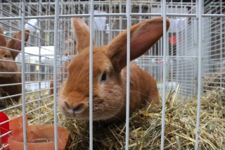 Plumes et poils à l’honneur pour l’exposition avicole