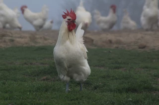 Ain : un deuxième élevage contaminé
