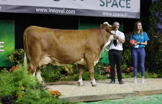 Une Simmental jurassienne première de section