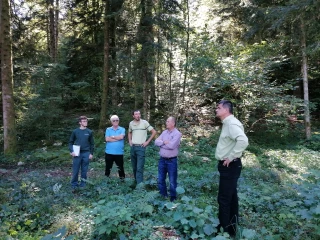 Les forêts de résineux dépérissent