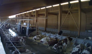 24 heures au hasard dans la vie du troupeau