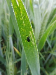 L’excès d’eau pénalise les potentiels