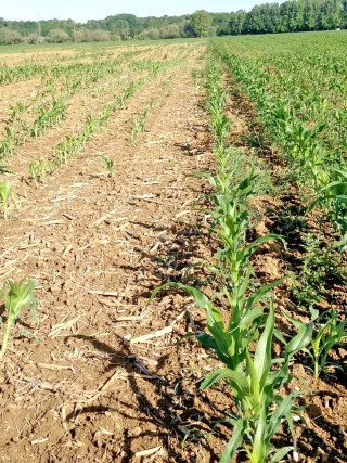 Limiter les dégâts de corvidés