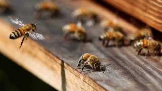 A la recherche d'expériences professionnelles apicoles 
