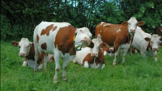 Prévenir plutôt que guérir