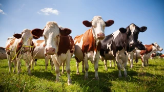 FCO-sérotype 8 : aide FMSE pour les foyers bovins