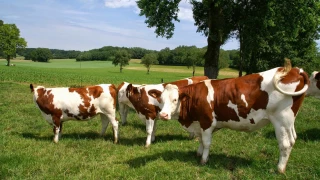 Mieux détecter les chaleurs en pâture