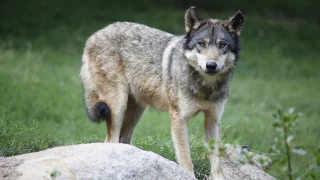 Les agriculteurs dénoncent la décision de restreindre l’envoi de la louveterie
