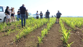 Désherbage mécanique et stratégies fongicides à la loupe