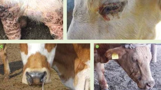 La Dermatose Nodulaire Contagieuse fait irruption en Savoie