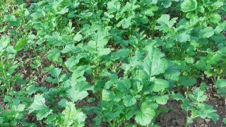 Anticiper et valoriser l’après moisson