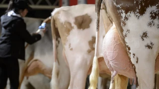 Éleveurs et filières retiennent leur souffle