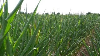 Quel impact du coup de chaud ?