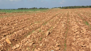 Une étape-clé pour le colza