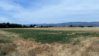 Gérer l’ambroisie après la moisson 