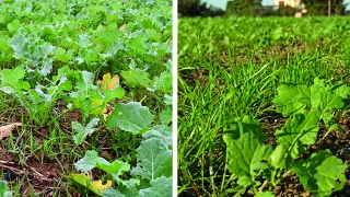 Adopter la bonne stratégie pour lutter contre le ray-grass dans le colza