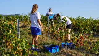 Vignoble du Jura : quantité et qualité au rendez-vous