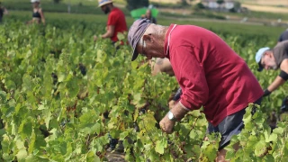 Tour des vignobles régionaux 