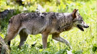 Deux loups tués dans le Haut-Jura