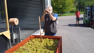 Un test grandeur nature pour la Fruitière vinicole de Voiteur