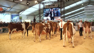 Les concours bovins à l’épreuve de la DNC