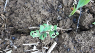 Ravageurs et adventices au rendez-vous