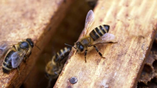 Plongée dans les ruches
